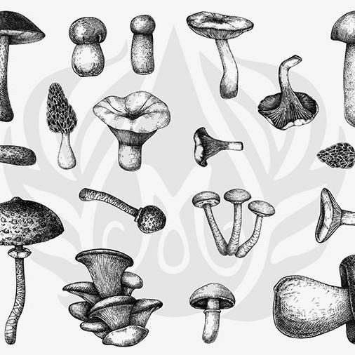 DSS-165 Mushrooms